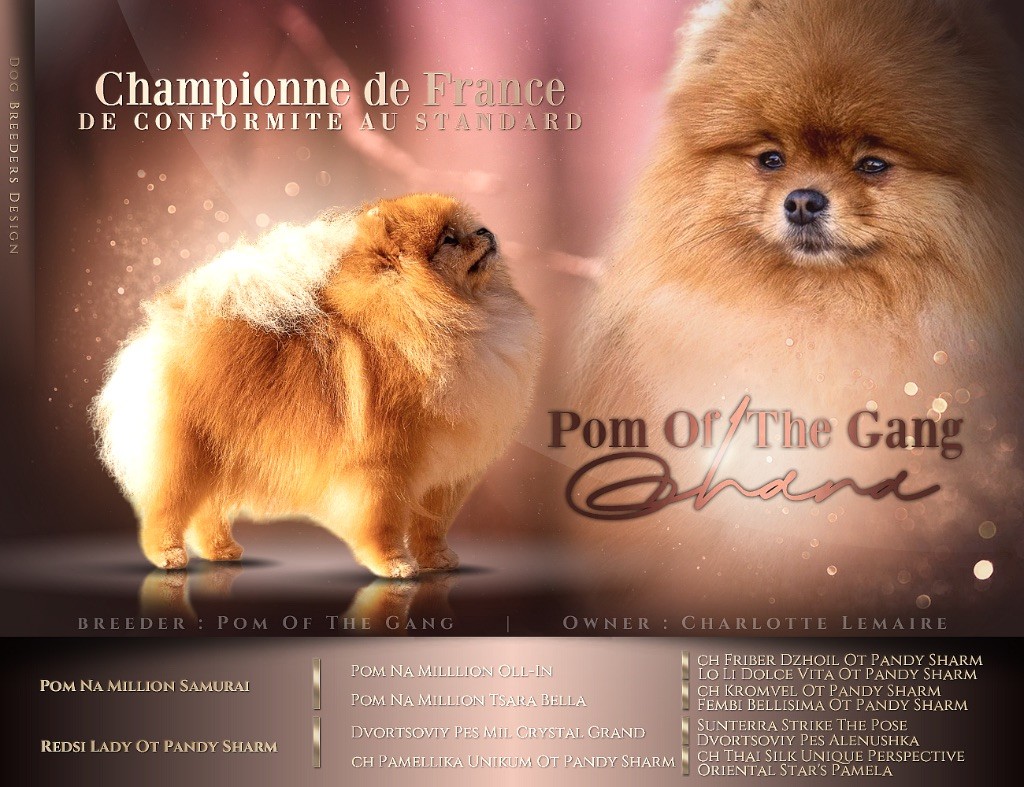 One Pom A Time - Ohana Championne de France de Conformité au Standard