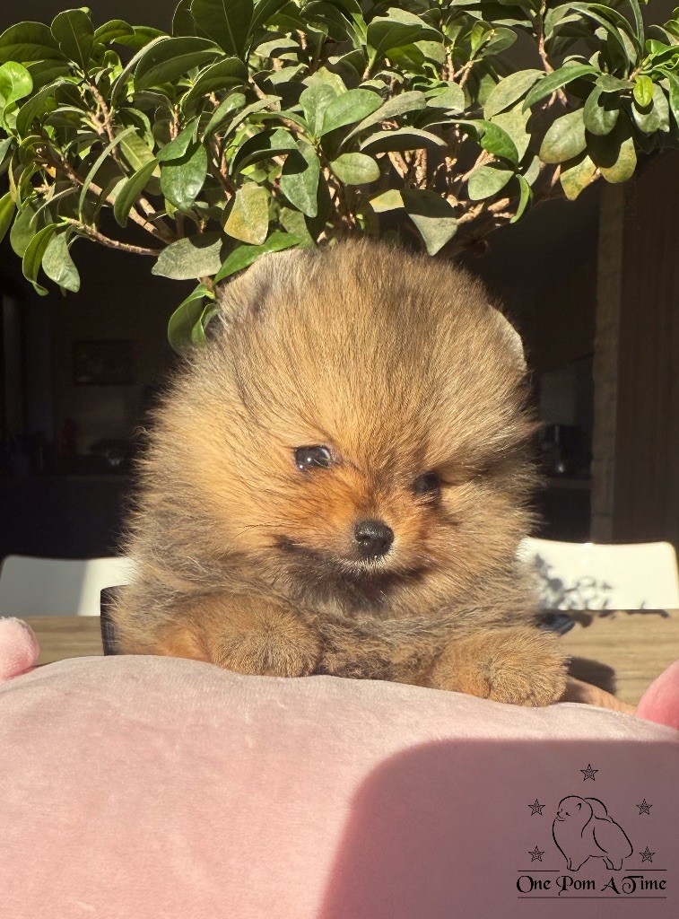 One Pom A Time - Chiot disponible  - Spitz allemand