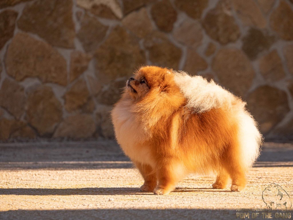 CH. Pom Of The Gang Ohana