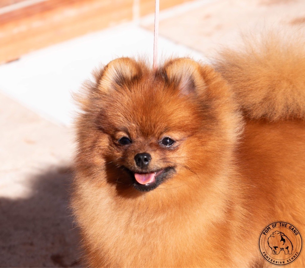 Pom Of The Gang Lucy