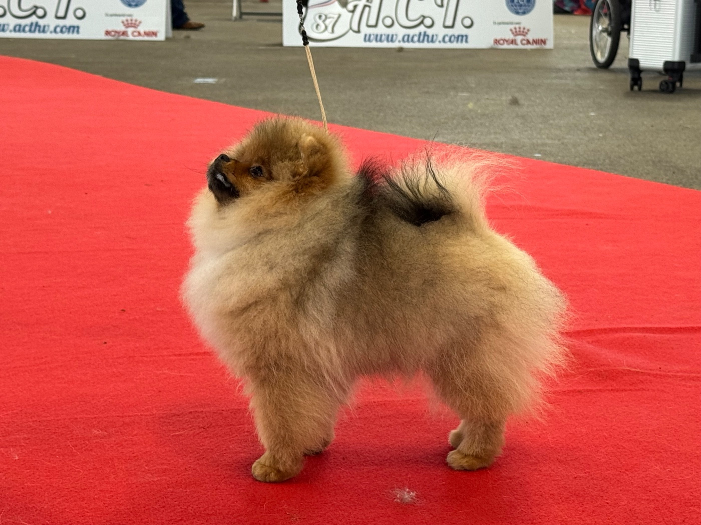 One Pom A Time Alicante